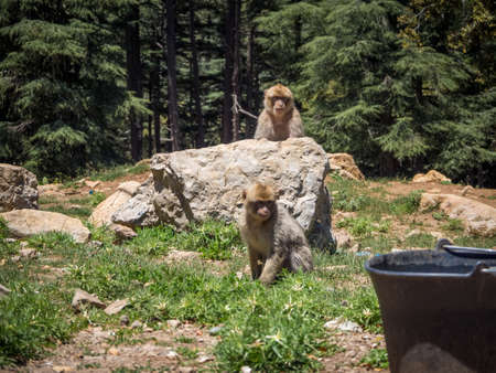Two cute Macaca Sylvanus Berber Monkey playing near rock formations in Moroccoの写真素材