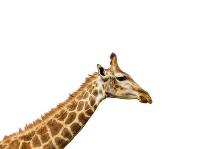 A closeup shot of a magnificent giraffe on a white backgroundの写真素材