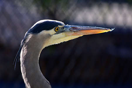 A closeup of a Great blue heron with a long beak under sunlight with a blurry backgroundの写真素材
