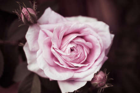 A closeup shot of a beautiful pink rose on a blurred backgroundの写真素材