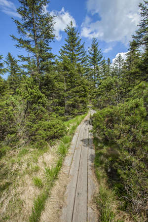 A vertical high angle shot of a wooden trail near the Ribnica lake in the Pohorje hills in Sloveniaの写真素材