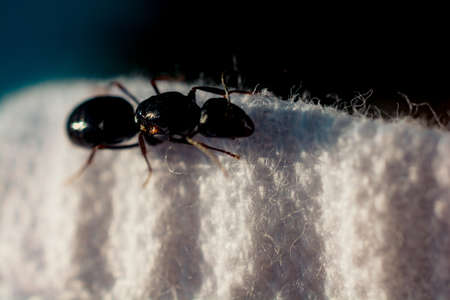 A closeup shot of a small black insect walking on a white textileの写真素材