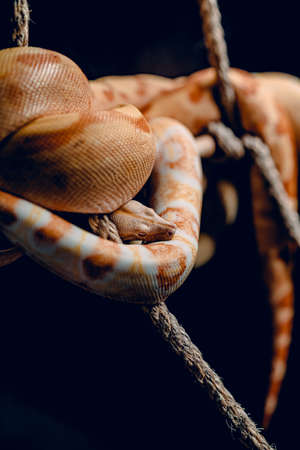 A closeup shot of a brown and white snake folded around tree branches in the dark