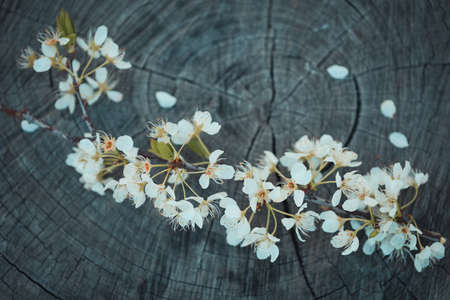 A closeup shot of small white flowers on top of a chopped tree bark