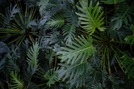 A high angle view of philodendron Xanadu leaves in a garden under the sunlight