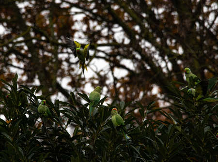 A mesmerizing shot of green exotic birds in a forest