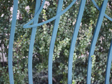 A closeup shot of beautiful green bushes behind blue metal barsの写真素材