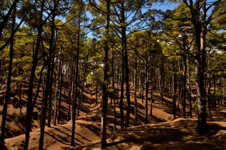A forest covered in grass and pond pines under a blue sky and sunlightの写真素材