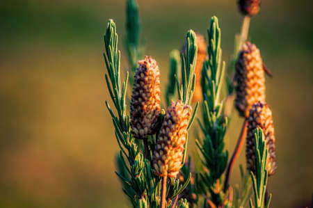 A closeup shot of western yellow pine on a blurred backgroundの写真素材