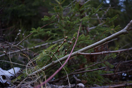 a photo of branches with new buds growing