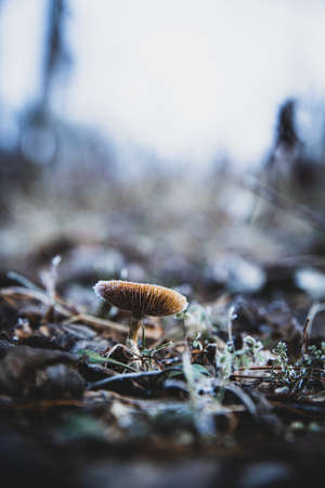 A vertical selective focus shot of a small fungus growing in the soil with a blurred background