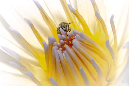 A closeup of a bee in a white flower under the lights with a white background