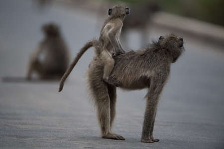A selective focus shot of a mother baboon with her baby riding on her backの写真素材