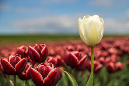 A selective focus shot of red and a white flower near each otherの写真素材