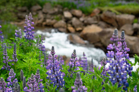 A beautiful field of purple English lavender flowers near a riverの写真素材