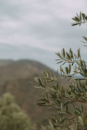 A closeup shot of a green plant with a blurred backgroundの写真素材