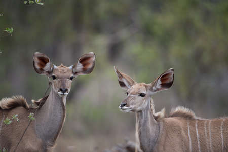 Two female kudus standing in a field with a blurred backgroundの写真素材
