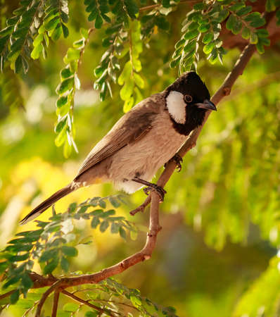 A closeup shot of a common bulbul sitting on the branch of a tree with a blurred backgroundの写真素材