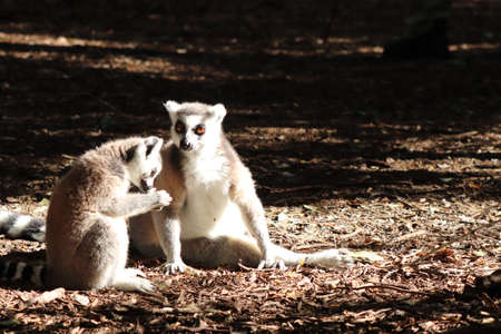 A group of lemurs sitting on the muddy ground in the middle of a forest