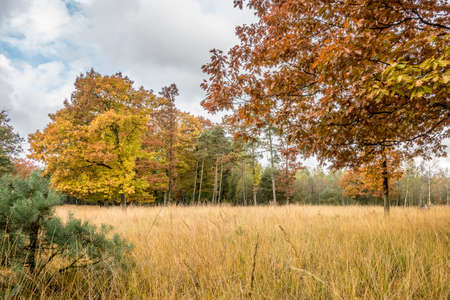 The trees with colorful leaves growing in the valley wth dry grass in autumnの写真素材