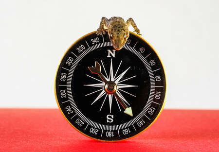 A closeup shot of a small lizard at the top of the compass with a blurred background