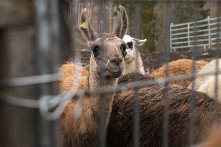 A group of llamas in a cage in a park during daytimeの写真素材