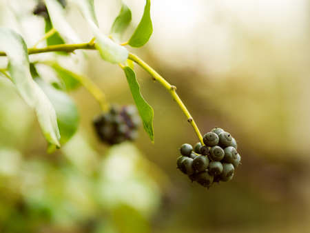 A closeup vertical shot of blackberry and green leaves with a blurred backgroundの写真素材