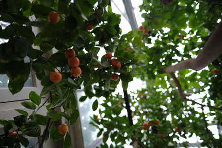 A cute tangerine tree with many tangerines on it