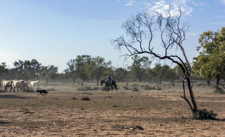 A scenery of a field full of different kinds of trees and animals under the clear skyの写真素材