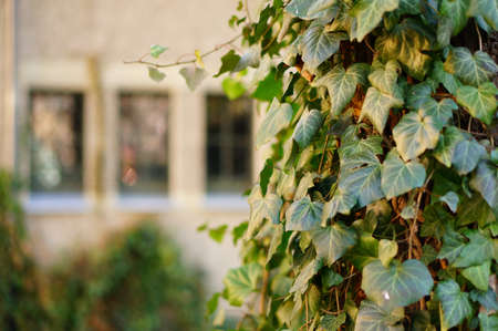 A closeup shot of plants growing on the tree with green leavesの写真素材