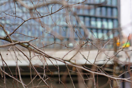 A closeup shot of the bare branches of a tree with a blurred building in the backgroundの写真素材