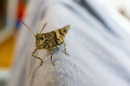 A selective focus shot of a grasshopper on a couchの写真素材