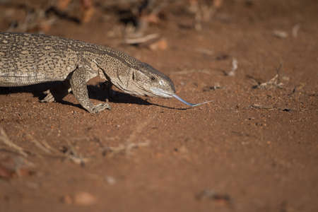 A lizard licking the ground in a desert areaの写真素材