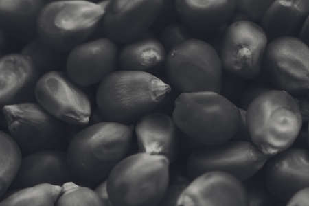 A greyscale closeup shot of a lot of popcorn kernels - great for a black and white backgroundの写真素材