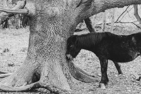 A greyscale shot of a dark horse scratching its head on a tree in Thornecombe Woods, Dorchester, Dorset, UKの写真素材