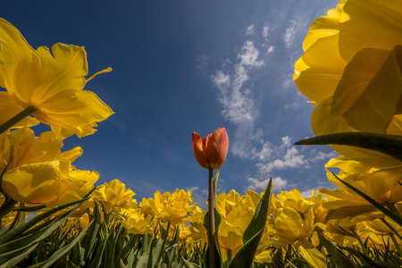 A low angle shot of red tulip in a yellow flower