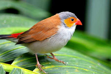 A closeup of a European robin standing on a leaf under the sunlight with a blurry background