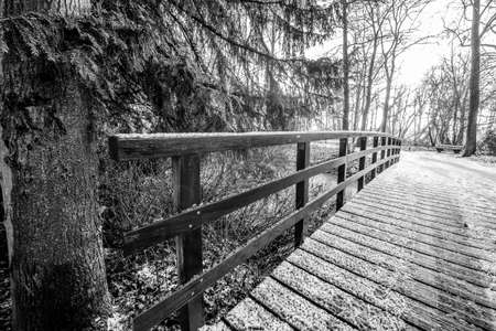 A grayscale shot of a wooden pathway in the middle of a forestの写真素材
