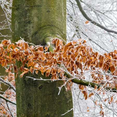 A closeup shot of a tree branch with many leaves covered with frost and the trunk in the background
