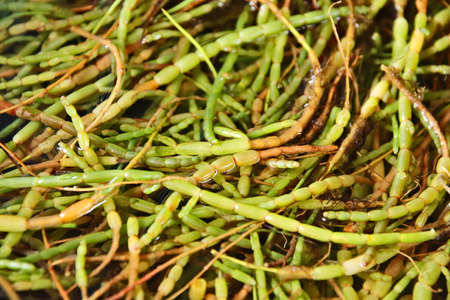 A closeup shot of green plants on the ground in a forest