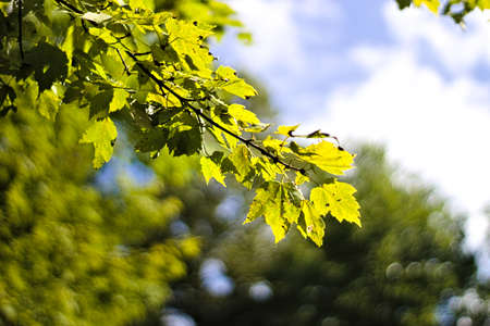 A closeup shot of a tree branch with green  leaves on a blurred background