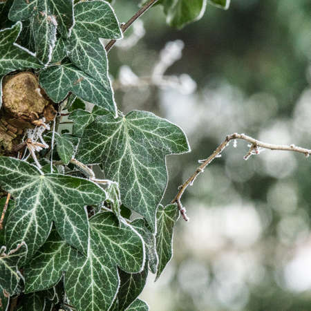 A selective focus shot of beautiful green leaves with a blurry background with bokeh lightsの写真素材