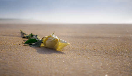 A closeup shot of a yellow rose on the beach on a sunny day with a blurred backgroundの写真素材