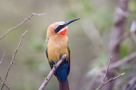 A closeup shot of a colorful bee-eater resting on the branch with a blurred background