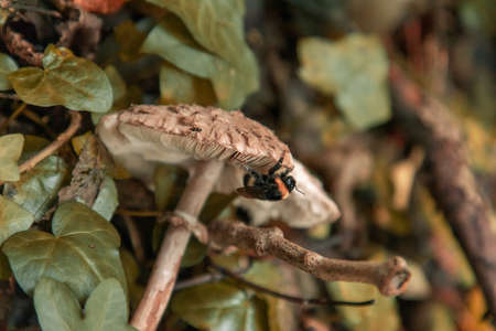 A selective focus shot of a bumble bee consuming mycelium from a mushroom in Thornecombe Woods,...