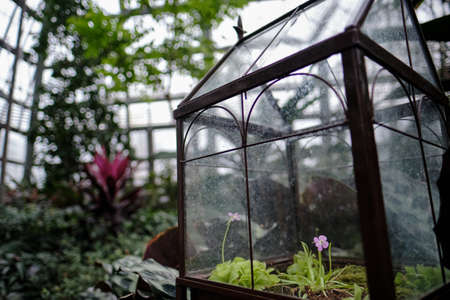A closeup shot of a small cute purple flower in a winter gardenの写真素材
