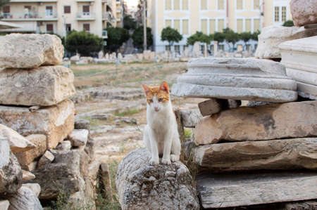 ATHENS, GREECE - Aug 22, 2018: A cute white cat sitting on the ancient ruins in the streets of Greeceの写真素材