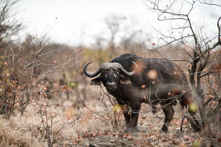 An african buffalo staring on the camera with a blurred background