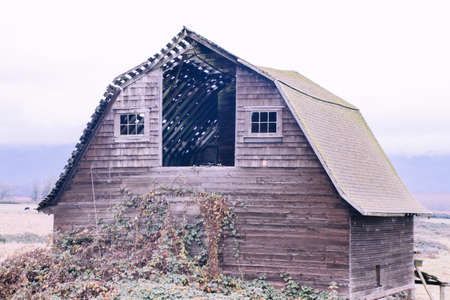 An old wooden barn in a field surrounded by greenery covered in the snow with a foggy background