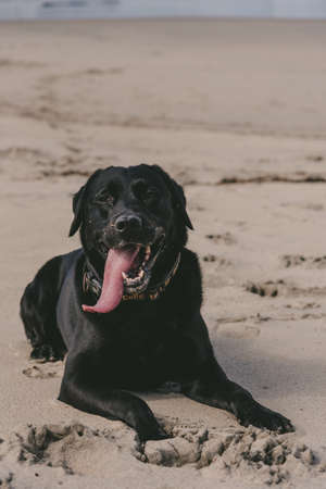 A vertical shot of a happy dog laying on the shore with its mouth openの写真素材
